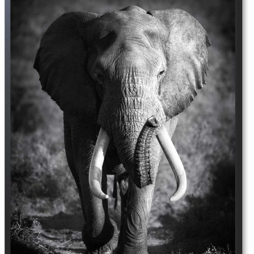 quadro-decorativo-90-x-60-moldura-caixa-elefante-preto-e-branco_2747.jpeg