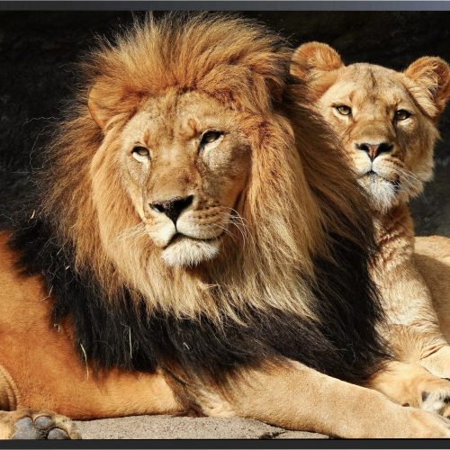 quadro-decorativo-casal-de-leoes-115-x-85-moldura-caixa-preta-f7rr_db9a.jpeg