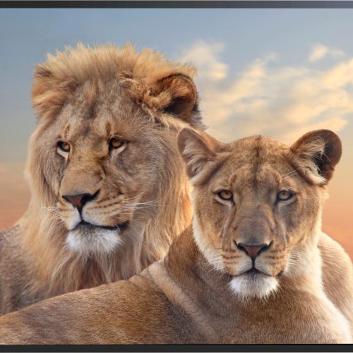 quadro-decorativo-casal-de-leoes-115-x-85-moldura-caixa-preta-msnd_5c41.jpeg