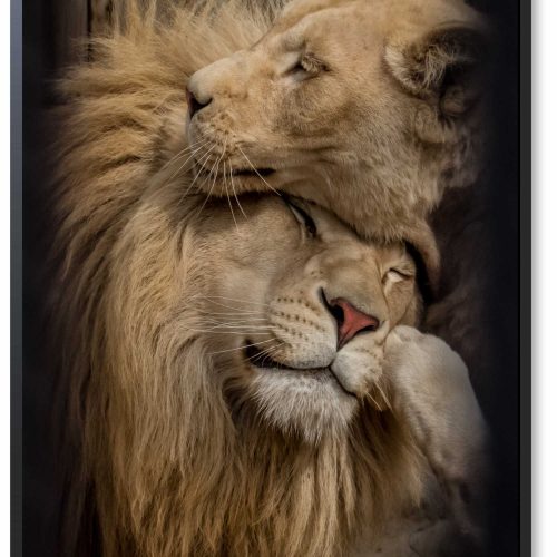quadro-decorativo-casal-de-leoes-115-x-85-moldura-caixa-preta_db98.jpeg