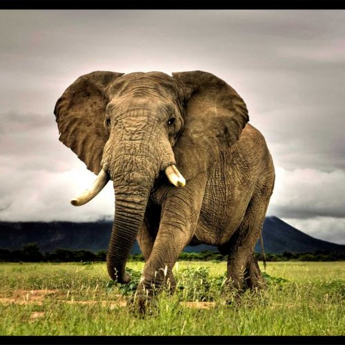 quadro-decorativo-elefante-africano-124-x-94-moldura-caixa-preta_e370.jpeg