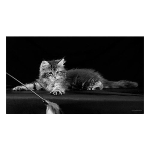 quadro-decorativo-em-mdf-animais-gato-15-x-20-cm-preto-e-branco_5fee.jpeg