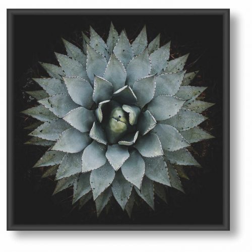 quadro-decorativo-flor-suculenta-84-x-84-moldura-caixa-cor-preta_ad32.jpeg
