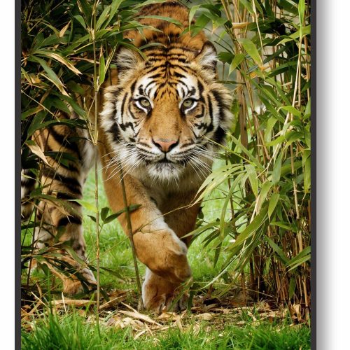 quadro-decorativo-tigre-115-x-85-moldura-caixa-preta-3cm_5125.jpeg